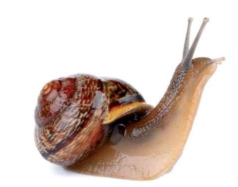 Caracol café de jardín